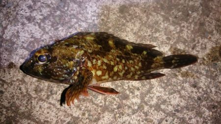 フロートリグで。